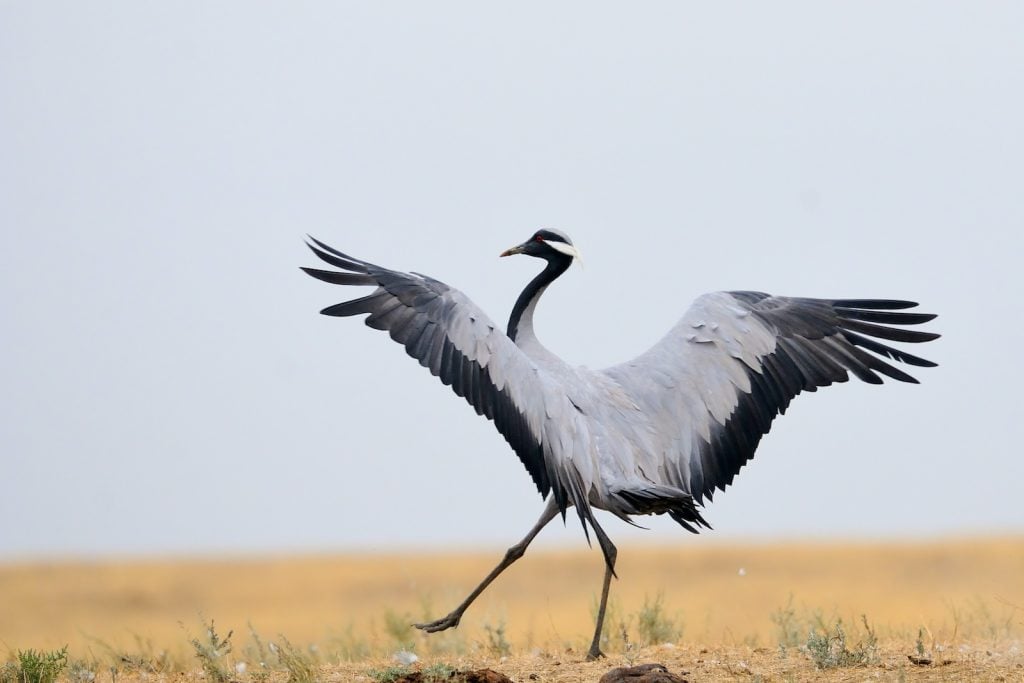 Demoiselles have a distinctive light gray body with a black neck.