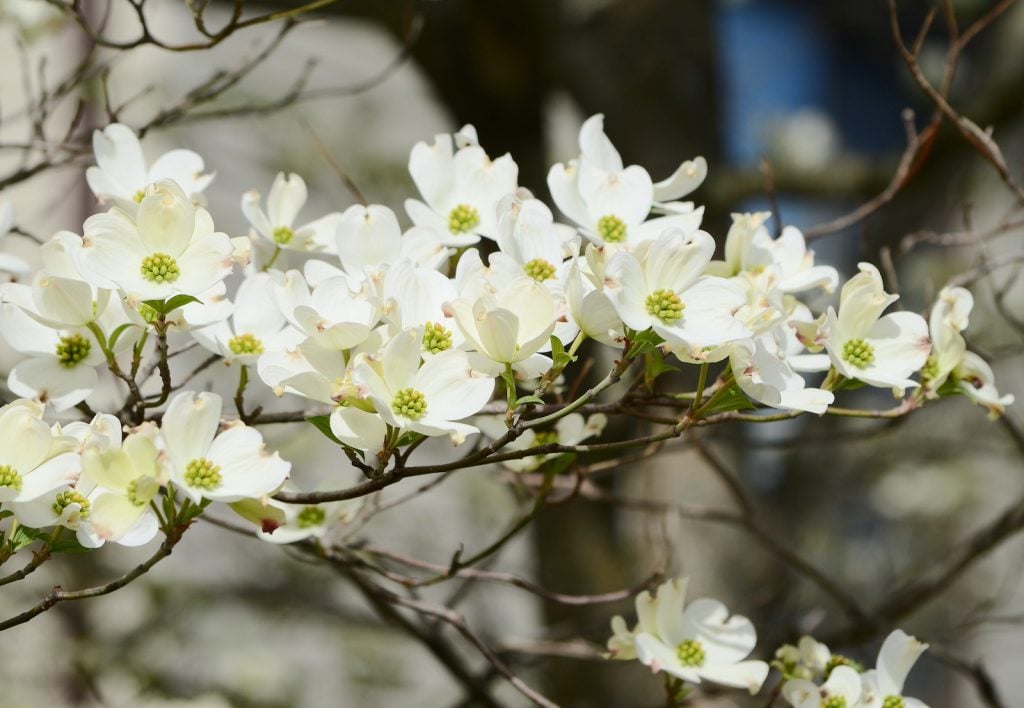 Flowering dogwoods have white or yellow flowers.