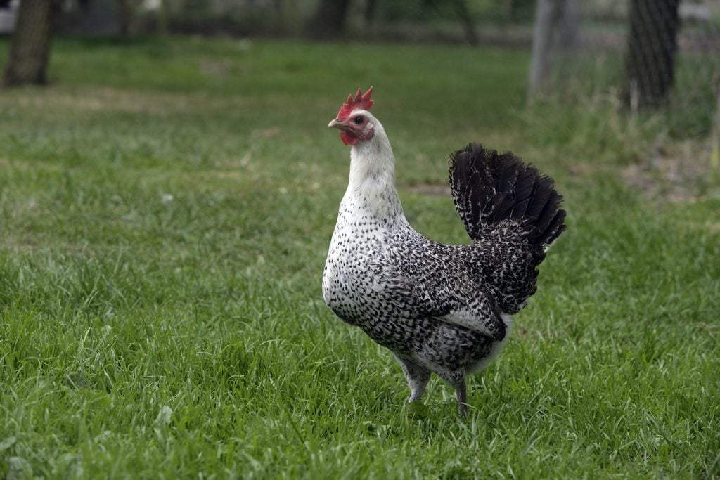 Egyptian Fayoumis Chickens are usually a light silvery gray with black barring on the lower body.