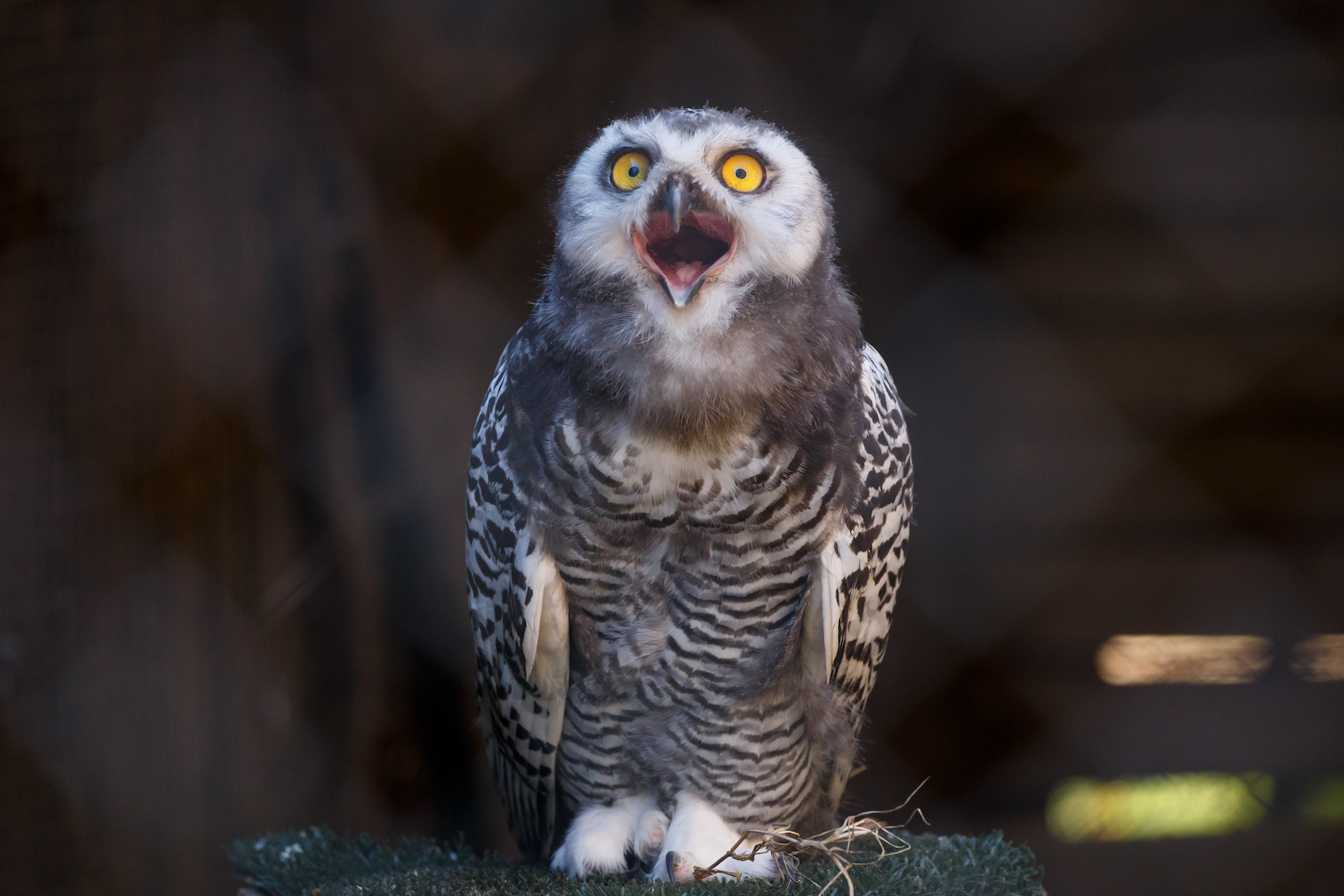 Как кричит сова ночью слушать. Micrathene whitneyi. сова кричит. owl with wide open mouth.