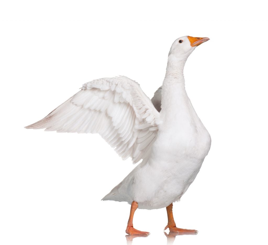 White Emden geese look like swans.