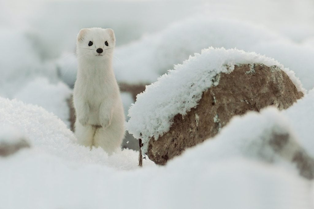 Ermines turn white in winter months.