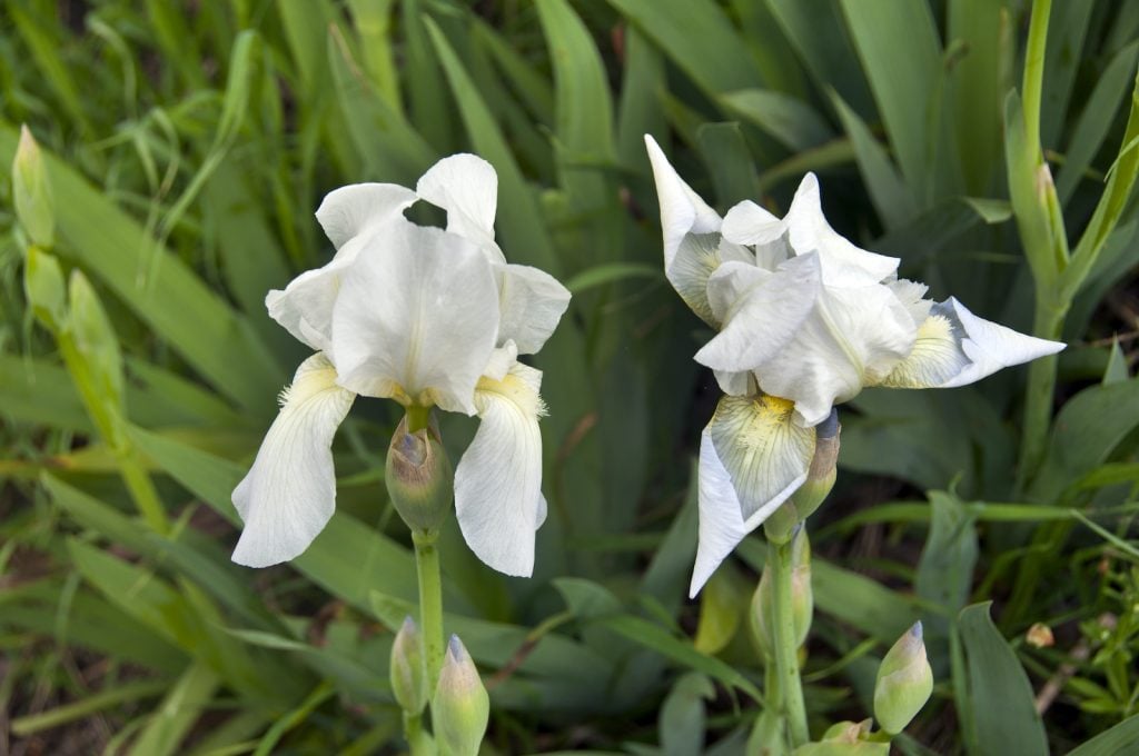 Florentina Irises are commonly described as being white, but many flowers have a silvery-gray cast.