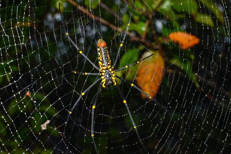 53 of the Most Colorful Spiders in the World | Color Meanings
