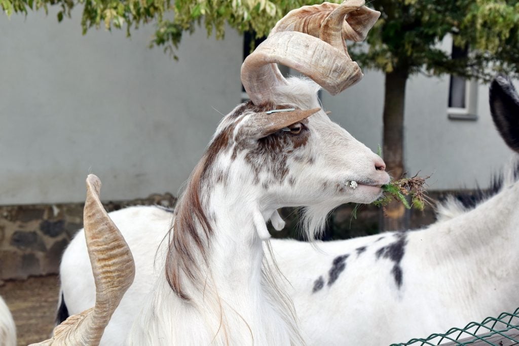 Girgentana goats have long, silky white coats and twisted horns.