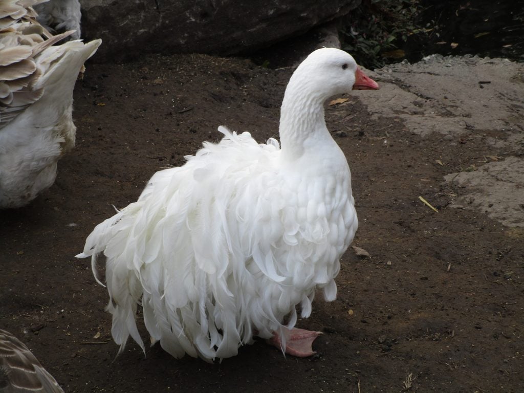 Sebastopol geese can be easily recognized by the white curly feathers over their bodies.