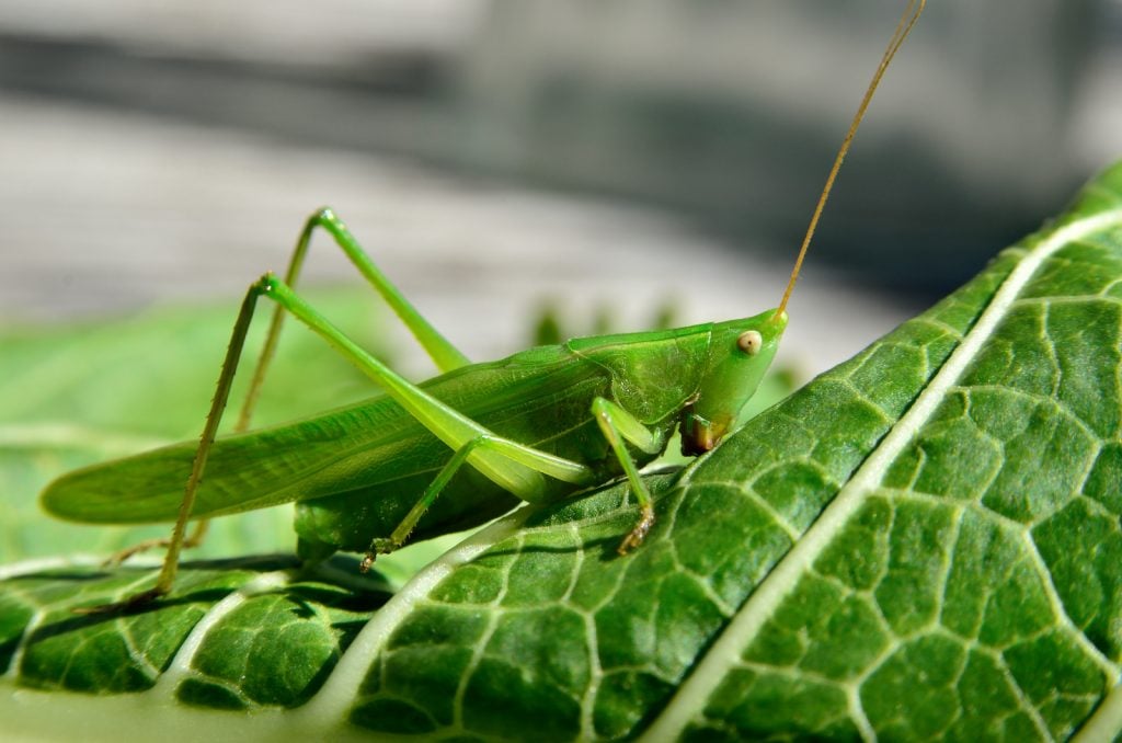 Young green grasshopper eating leaves