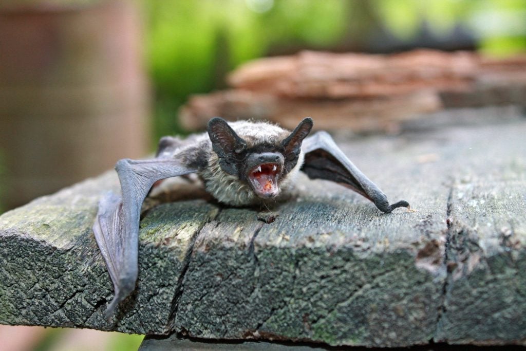 Most of the gray bat population reduction has happened from humans encroaching on their habitat.