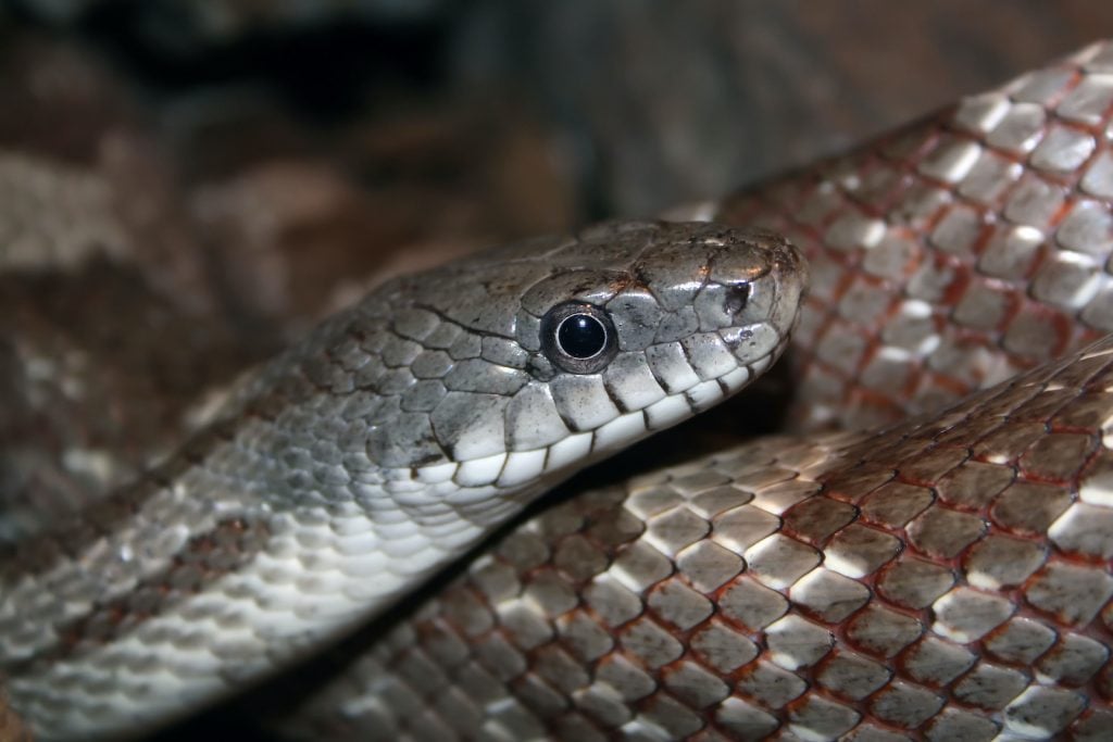 And while the name might make you think that the gray rat snake is small, it actually can grow to over six feet in length.