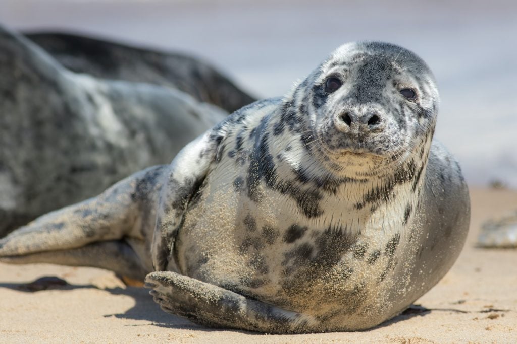 Interestingly enough, the color of a gray seal varies based on sex.