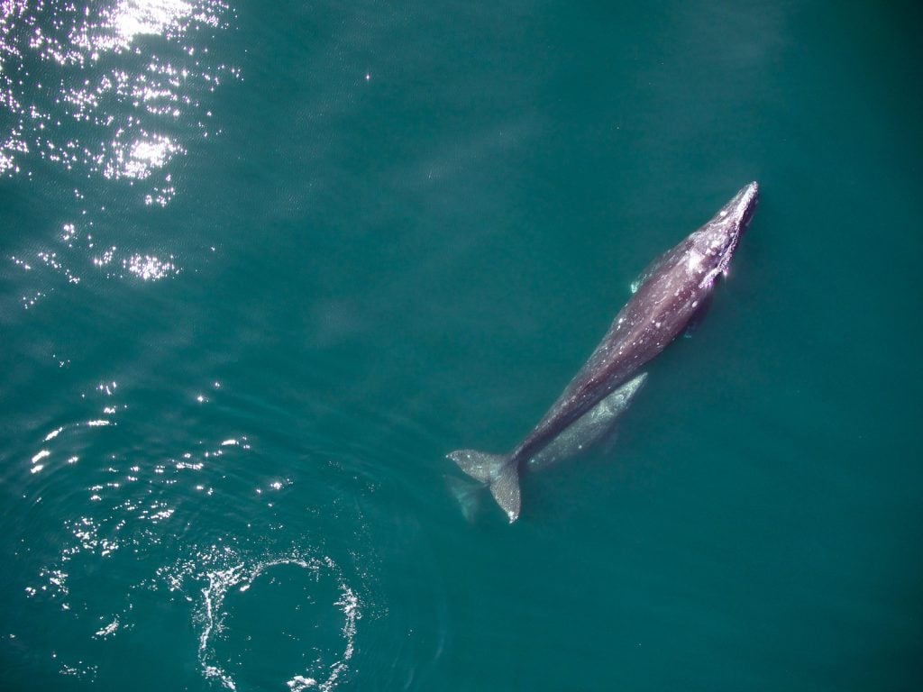 Gray whales are some of the largest creatures in the ocean.