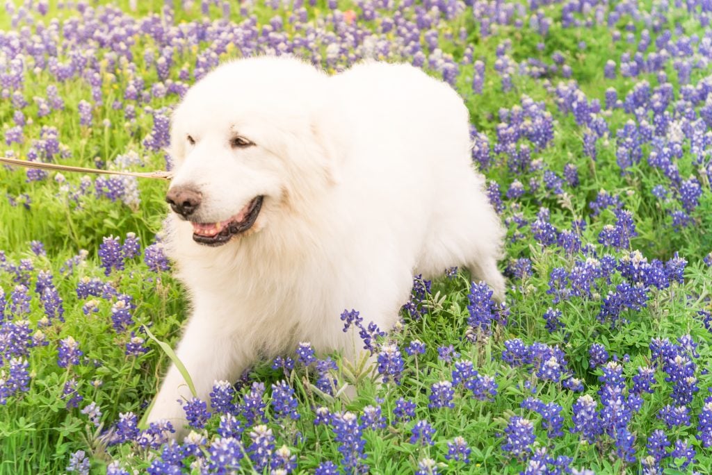 Great Pyrenees are usually all white, but you may sometimes see a Great Pyrenees with a few gray or brown markings.