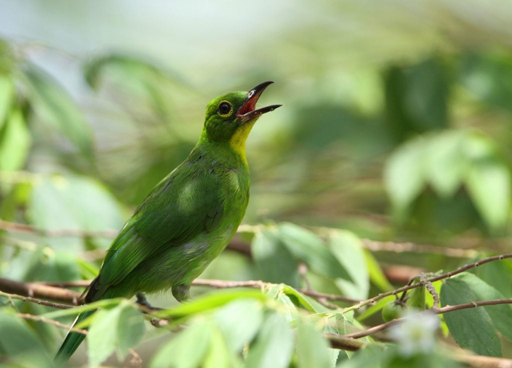 Female greater green leafbird sitting on a branch with green leaves