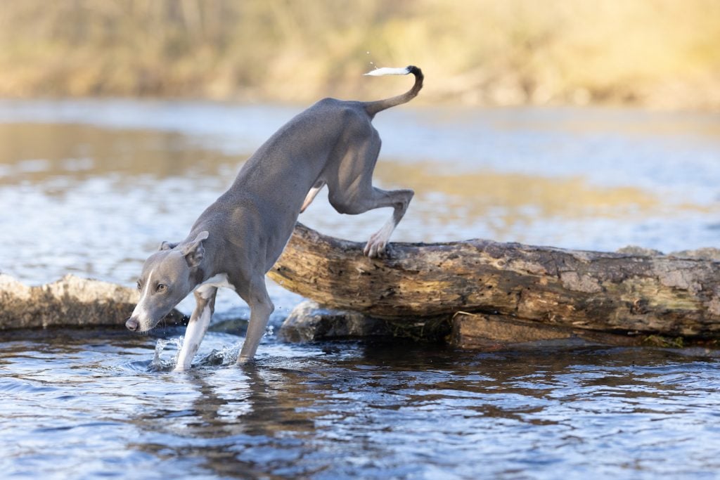 Greyhound racing is becoming uncommon in the United States.
