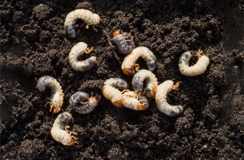 Grubs are odd-looking, white wormlike creatures.