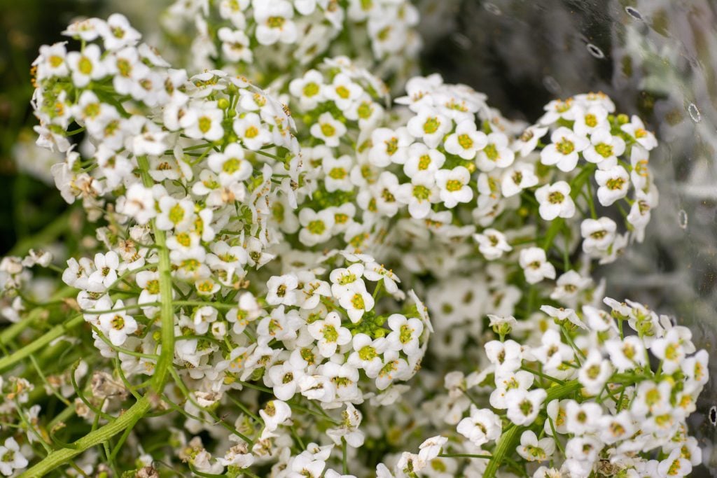 Heliotropes are beautiful white flowers.