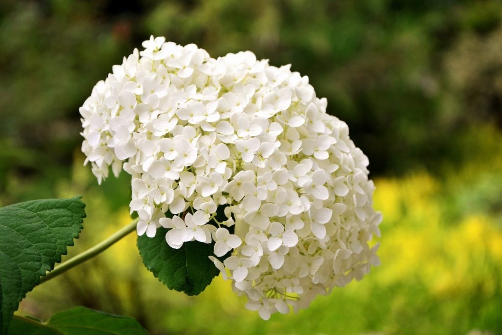 Hydrangeas are beautiful white flowers.