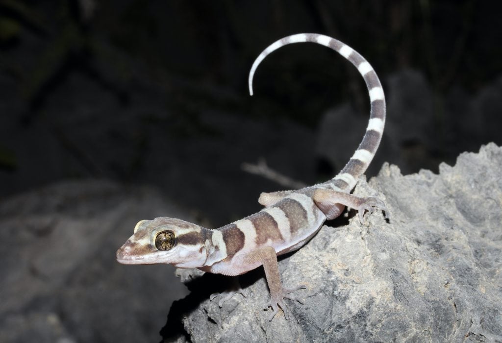 Inland ring-tailed geckos are a large and particularly striking type of gecko.