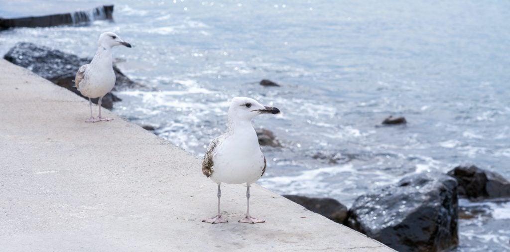 Most common seagulls are some combination of black, gray, and white.