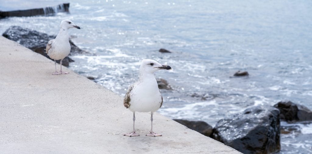 Most common seagulls are some combination of black, gray, and white. 