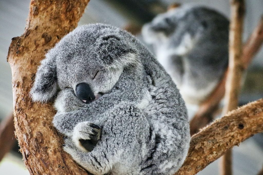 Koalas aren't bears at all.
