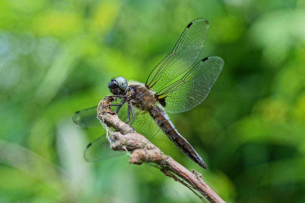 Large gray dragonfly on a branch