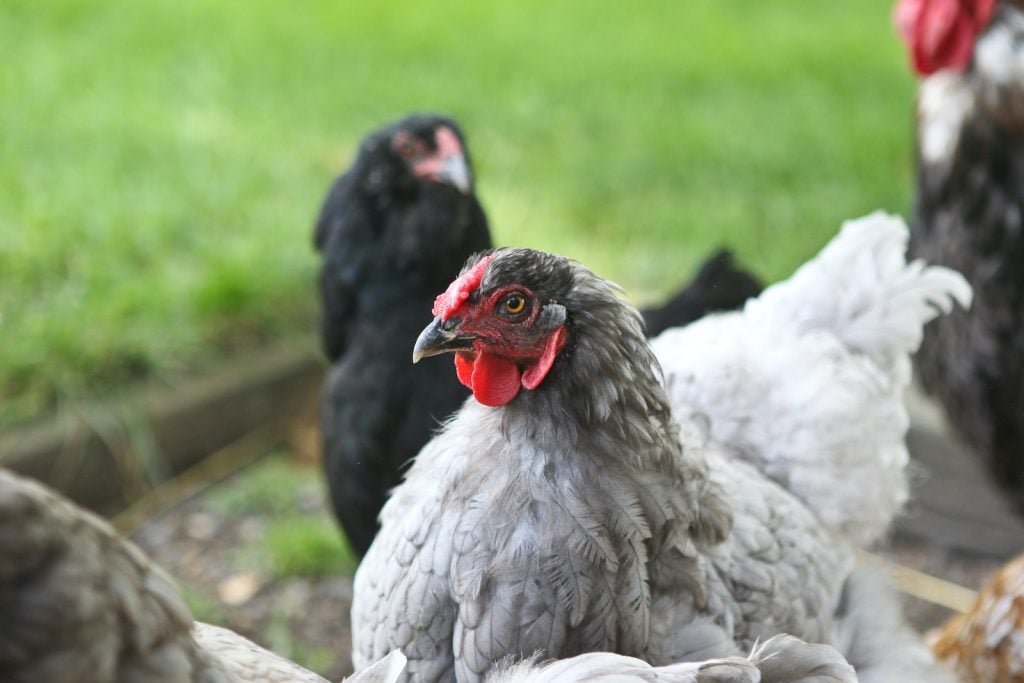 If you want a few soft, purplish-gray beauties in your flock, the lavender Wyandotte is a great choice.