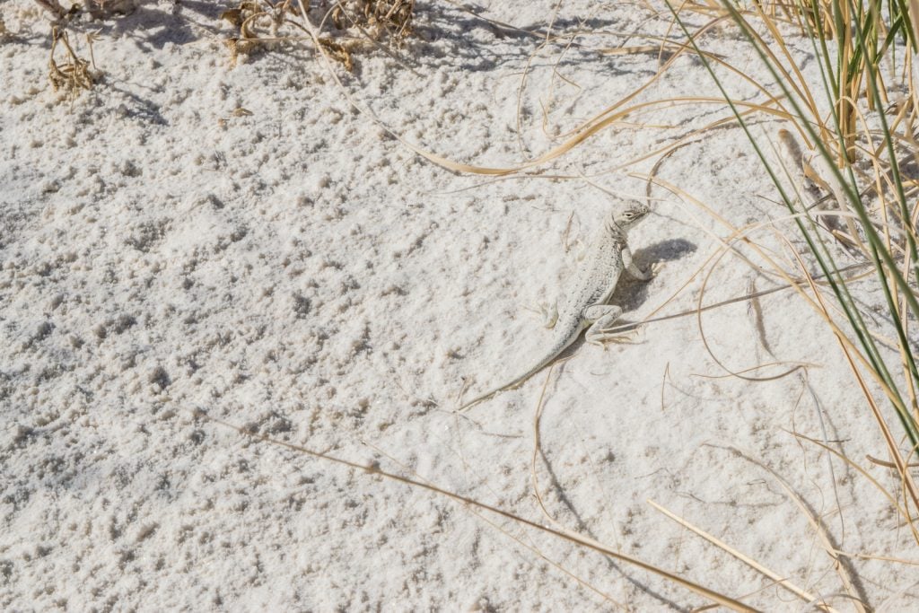 Little white whiptails live in the white sands of New Mexico.