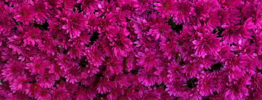 Magenta flower background