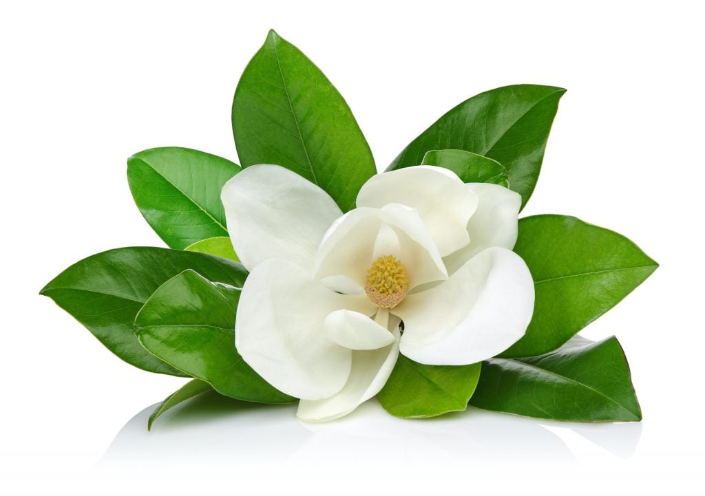 White magnolias are quite popular in the southern US.