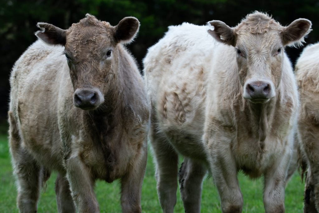 The Murray Grey Cattle was developed in Australia.