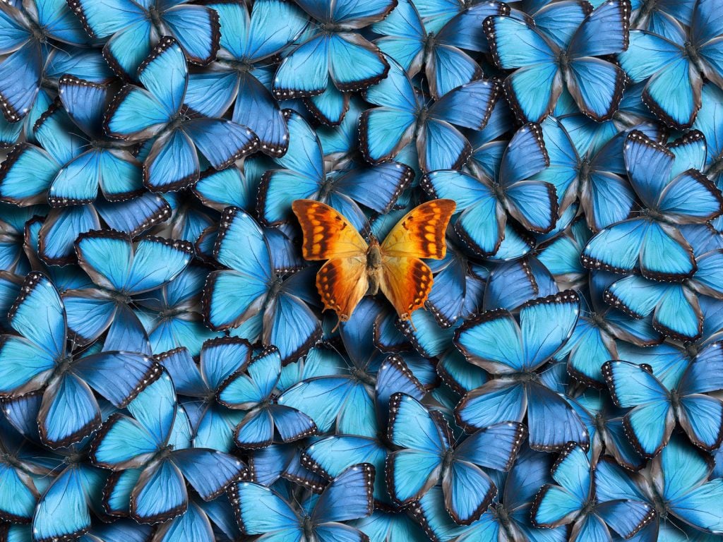 Colorful orange butterfly among blue butterflies