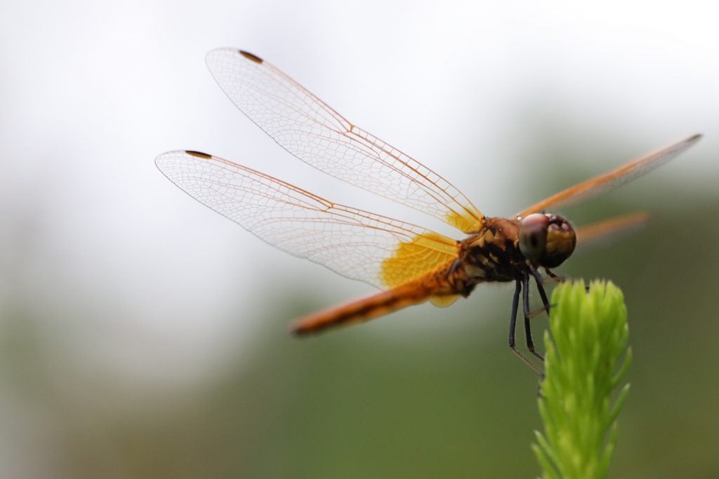 Orange dragonfly rests its wings