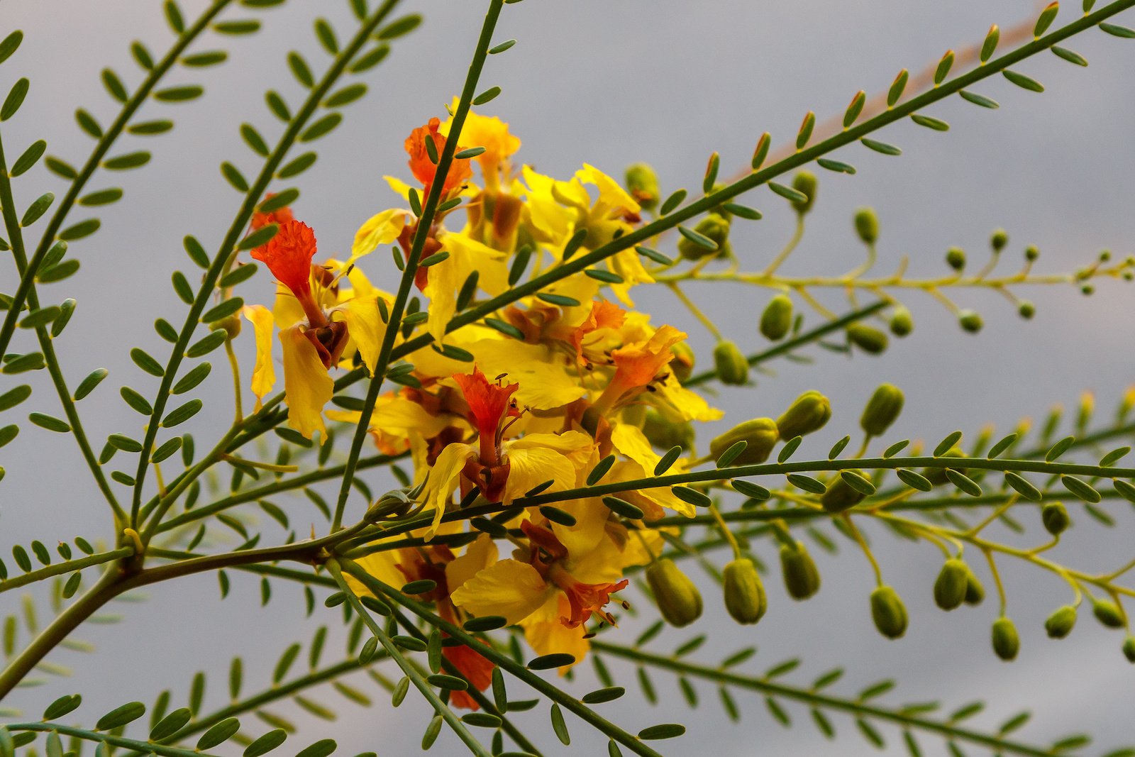 53 of the Most Colorful Desert Plants in the World | Color Meanings