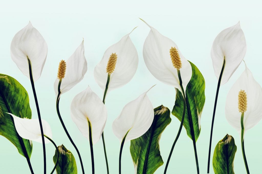 White peace lilies are associated with Easter.