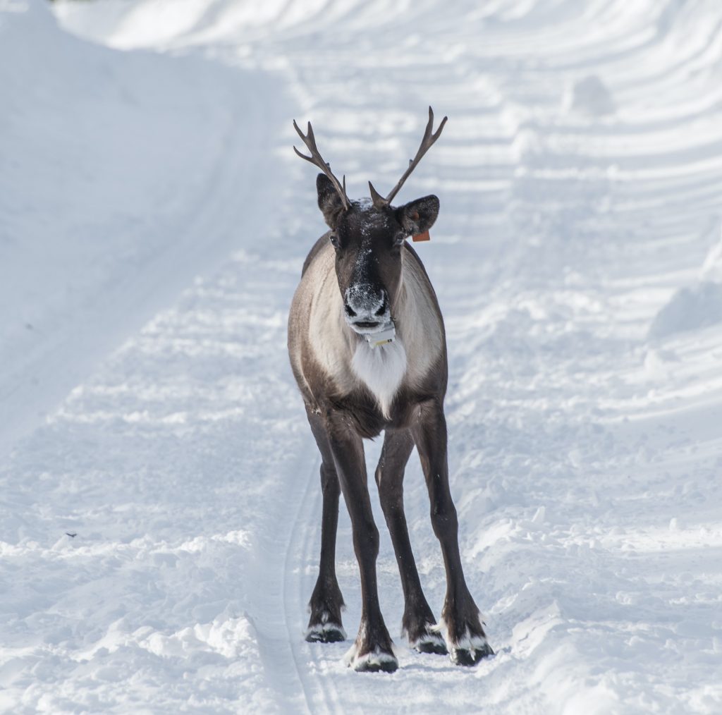 Unlike many types of caribou, Peary caribou turn white in the winter months.