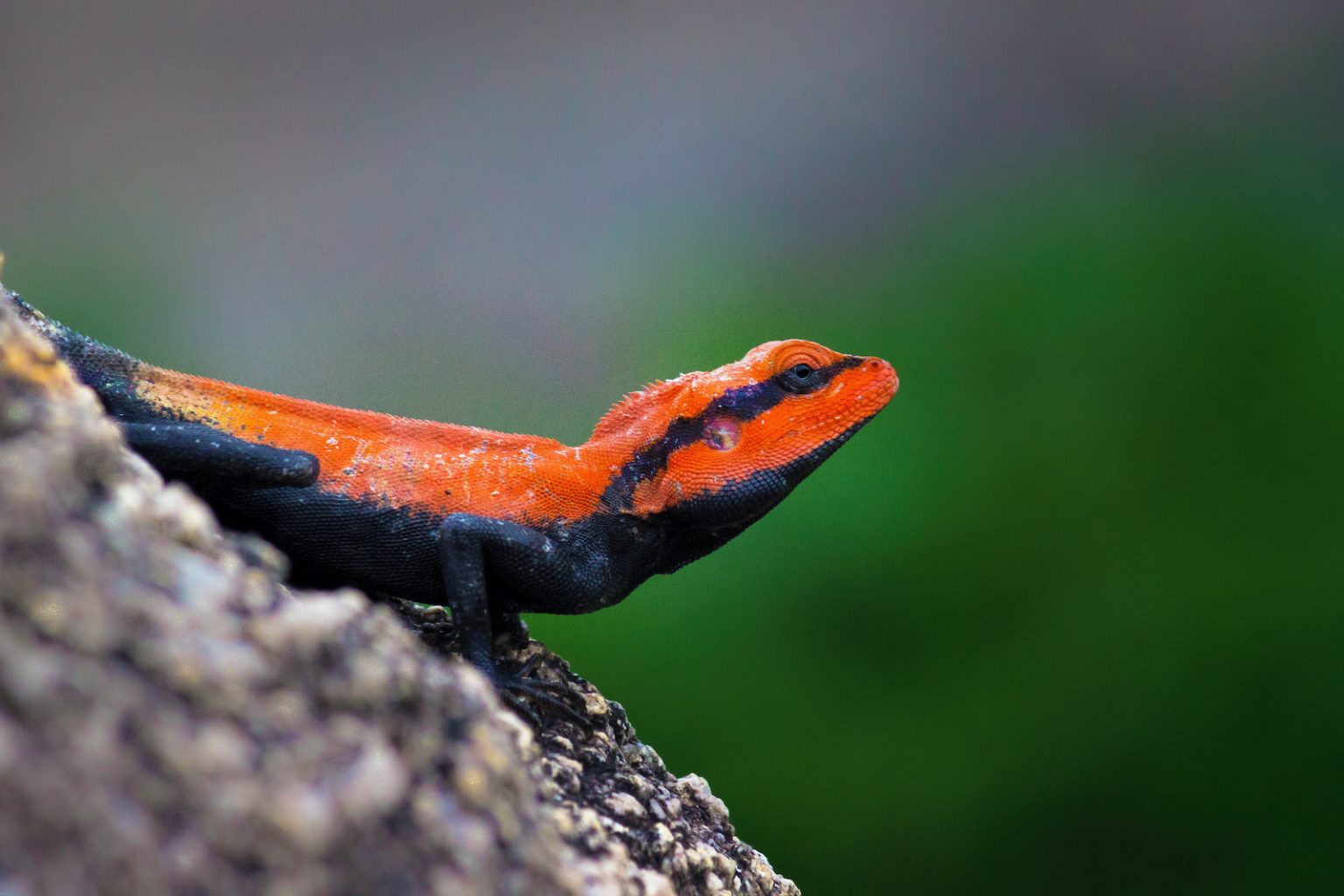 55 of the Most Colorful Lizards in the World | Color Meanings