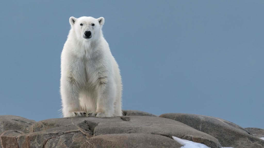 Polar bears beautiful white bears that live in the Arctic Circle.