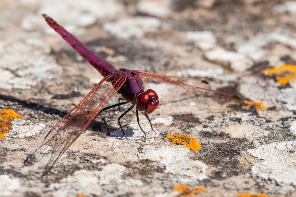 Purple dragonfly on a rock