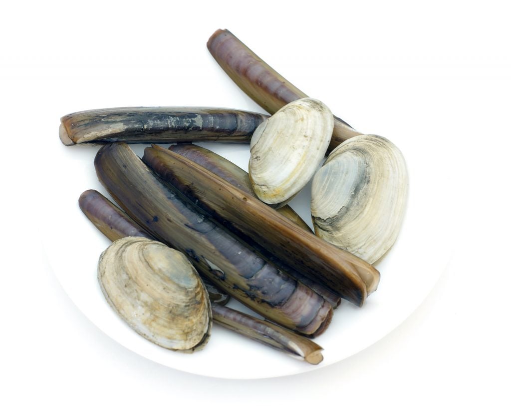 Digging for razor clams is a common pastime along the coast of Oregon, where they are especially plentiful.