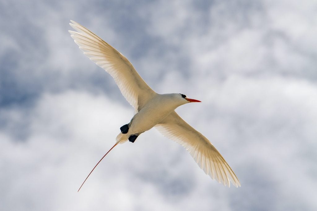 Red-tailed tropic birds have a long red tail and a white body.