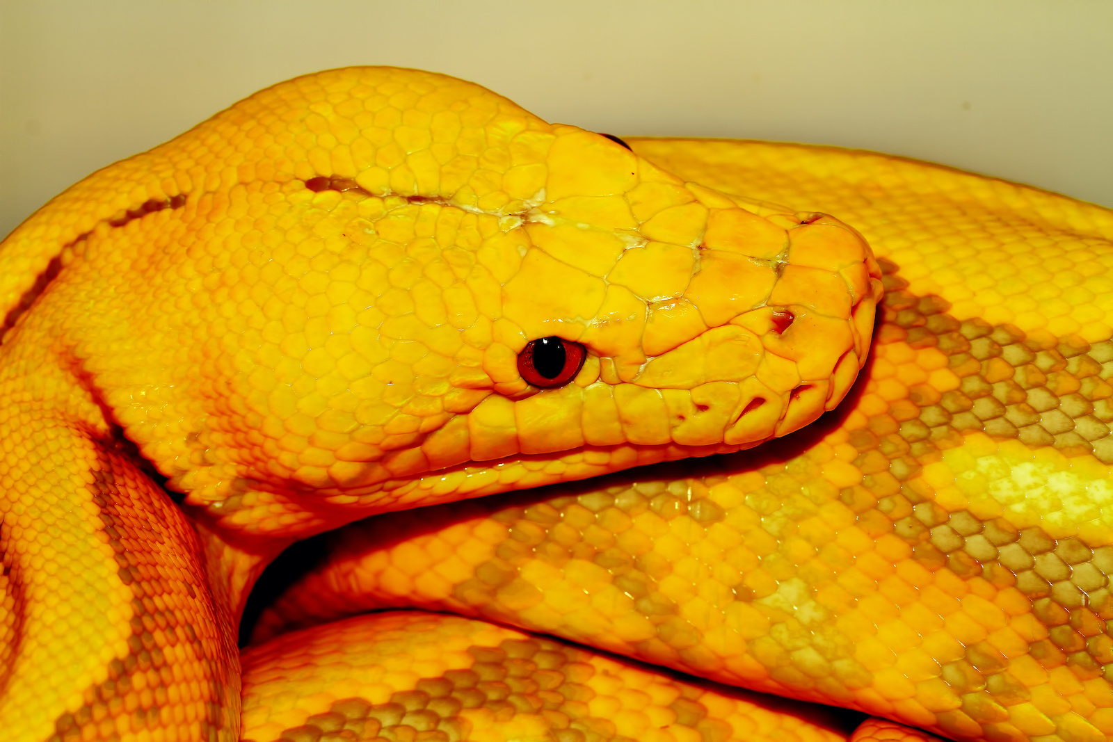 54 of the Most Colorful Snakes in the World | Color Meanings