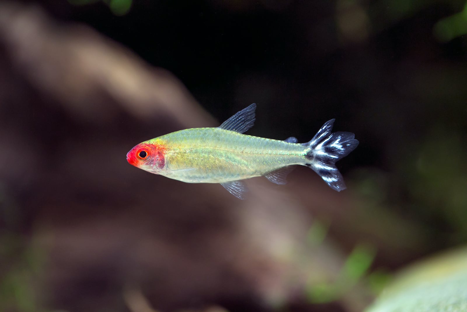 55 of the Most Colorful Fish in the World | Color Meanings