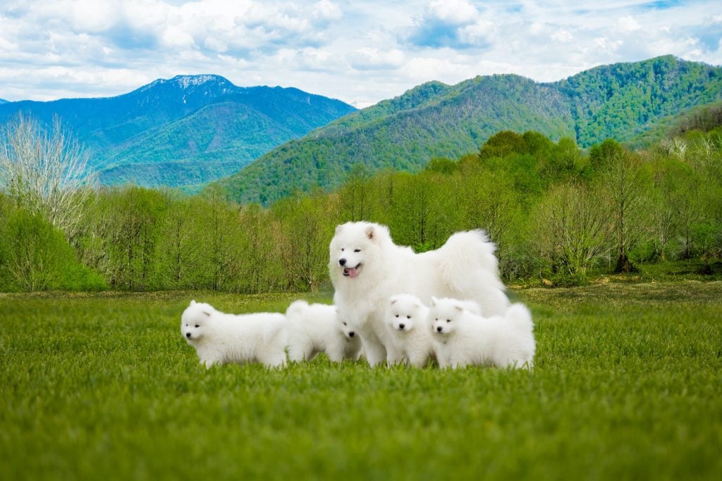 Samoyed dogs are white and fluffy.