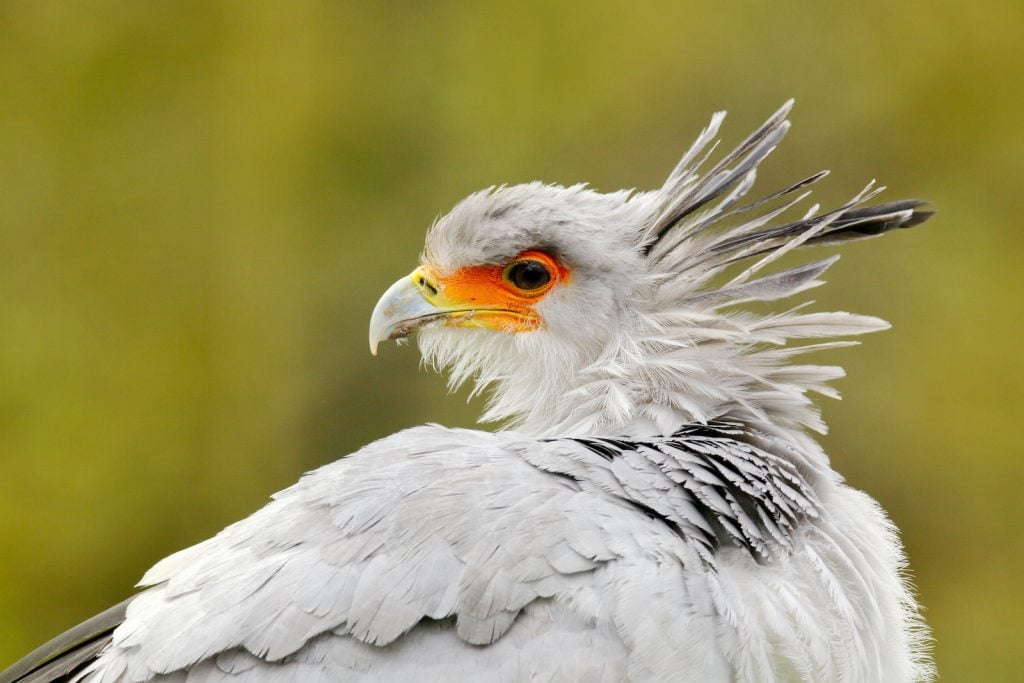 Secretary birds are tall with black legs and tails and light gray necks and chests.
