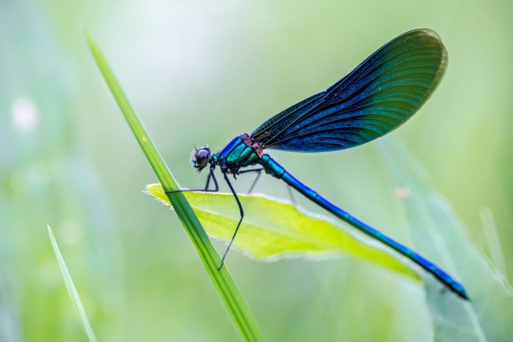 Shiny damselfly in nature