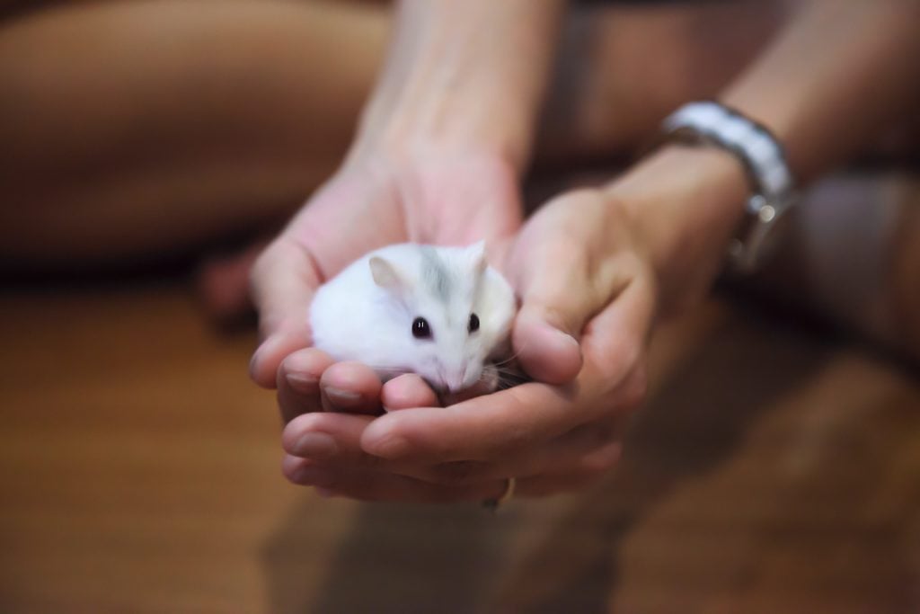 Hamsters come in a few different varieties, and the mellow Siberian hamster makes an excellent pet.