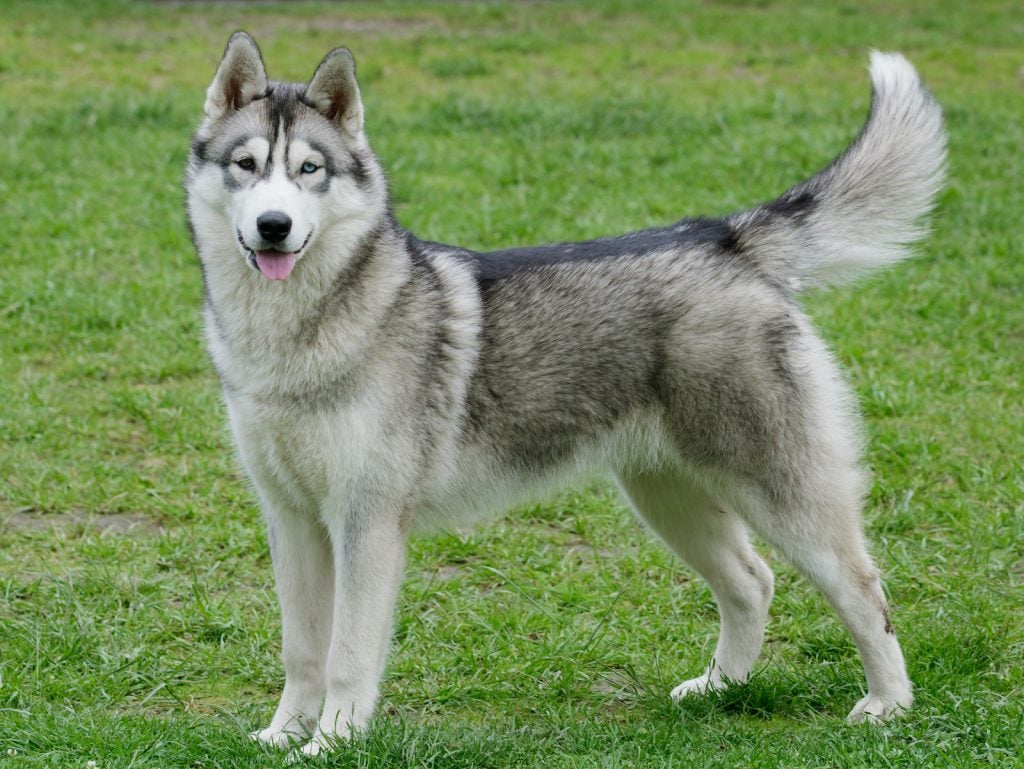 The Siberian husky is a popular pet dog.