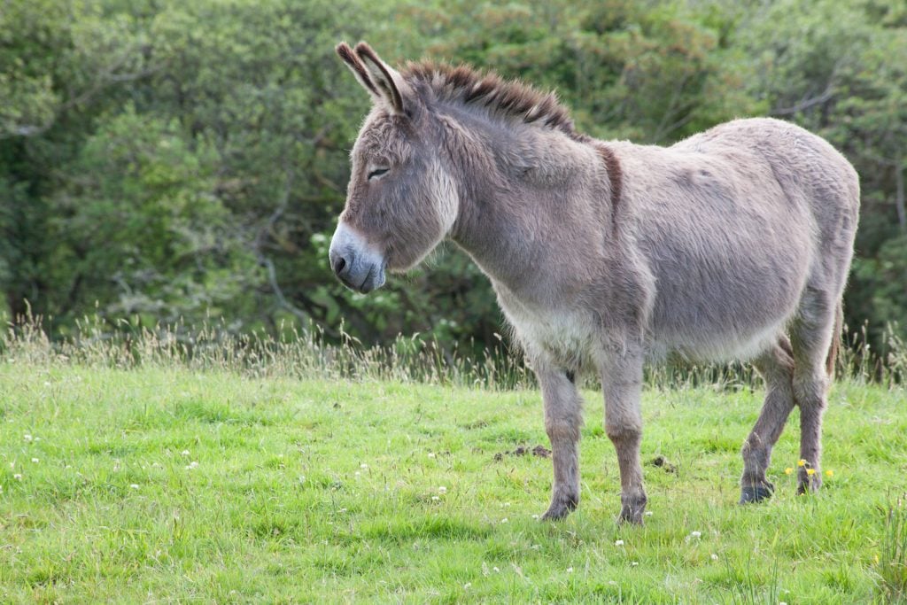 Sicilian donkeys make great companions for horses.
