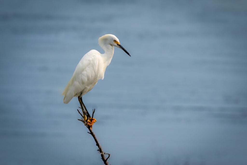 The small snowy egret can sometimes be easy to confuse with other white egrets and herons. 